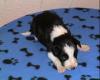 Border Collie Welpen