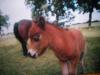 Mini Shetty Hengst