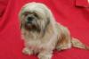 Süsses Lhassa Apso Pärchen zu verkaufen