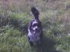 aussie sucht neues zuhause!!