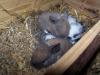 2 baby kaninchenwidder