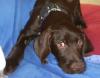 Kl. Münsterländer/ Griffon Mischung ***5 Monate***