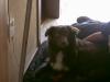 australian shepherd sucht liebe familie!!