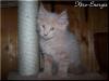 Traumhafter Maine Coon Cream-Solid Kater abzugeben