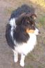 Sheltie-Rüde