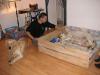 Golden retriever reinrassig Welpen