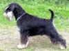 Zwergschnauzer schwarz-silber Welpen