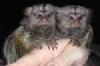 BEZAUBERND MARMOSET SPIELT FÜR GUTE HEIME HERUM.
