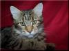 Maine Coon Kastratin !!!