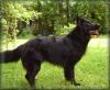 Wurfankündigung Altdeutsche Schäferhundwelpen schwarz