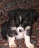 Border Collie Welpen