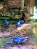 Dendrobat azureus