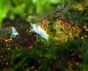 white pearl garnelen