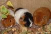84416  Bayern Rexmeerschweinchen von der Vilsquelle