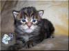 Maine Coon Kitten!!!