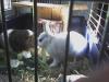 Kaninchen sucht neues zuhause