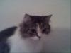 suche deckkater für sibirische katze