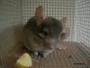 Chinchillas abzugeben
