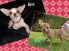 2 Chihuahua Mädchen mit Ahnenpass