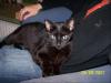 2, 5 jährige schwarze Katze wg. Umzug ins Ausland abzugeben