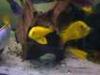 Labidochromis caeruleus Yellow