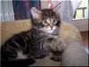 Maine Coon Babys