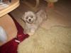 lhaso apso hündin