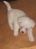 lhaso apso rüde weiß knab 6 wochen