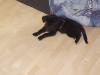 9 wochen alter mix laprator husky