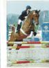 10-Jähriger Oldenburger, Cordial Medoc-Bedora/ Landfrieden