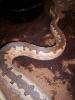 candoia carinata paulsoni 2.2
