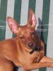 deckrüde zwergrehpinscher rhein main gebiet