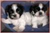 shih Tzu welpen