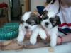 Shih-Tzu Welpen abzugeben