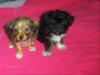 shizu- yorky welpen