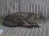 verkaufe meine kleine katze c.a 10 monate