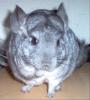 Chinchilla suchen.....