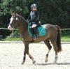 Suche Pflegepferd und/ oder Reitbeteiligung im Raum Oyten 28876