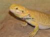 Pogona vitticeps Redflame Hypo-Red/ Picasso x Citrus