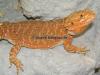 Pogona vitticeps Sandfire x Hypo-Red/ Chris Allen Red