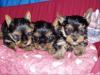Yorkshire terrier / mini/ 