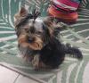 Yorkshire Terrier Rüde