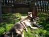 Hundewelpen /  Mischlinge