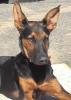 Benji,   8 Monate alt,  aus Spanien vor dem Tod gerettet.