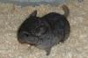 Chinchilla Babys