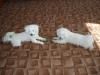 Welpen u.katzen verschiedener Rassen mit/ ohne Papiere