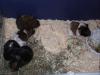 süße Meerschweinchenbabys abzugeben!!