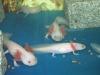 Axolotl,  Weißlinge abzugeben