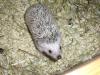 weissbauchigel&opossum