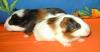 2 Meerschweinchenbabys suchen verantwortungsbewusstes zu Hause